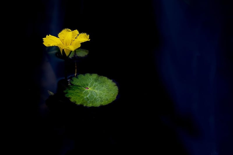 Lotus Meditation
